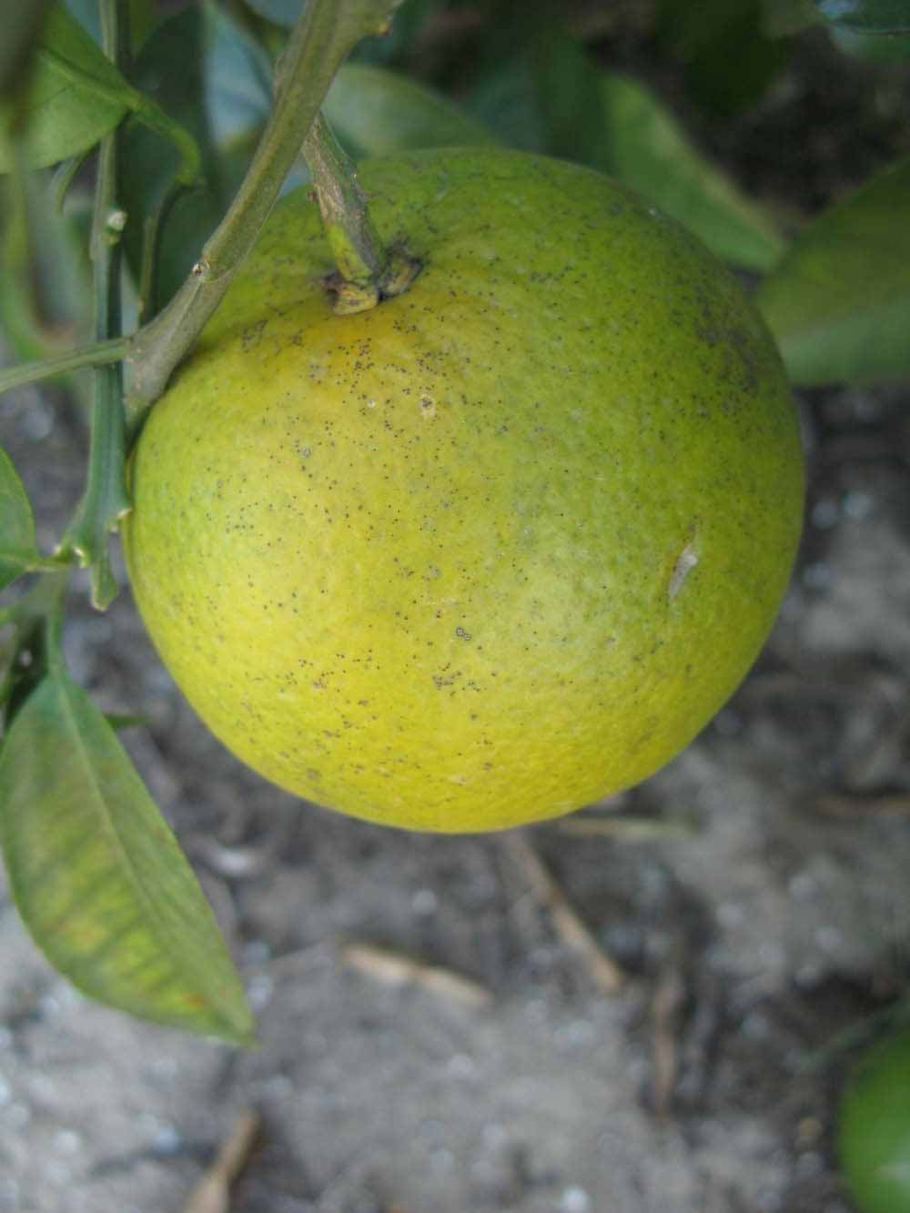              Immature fruit (Winter Haven, FL)   